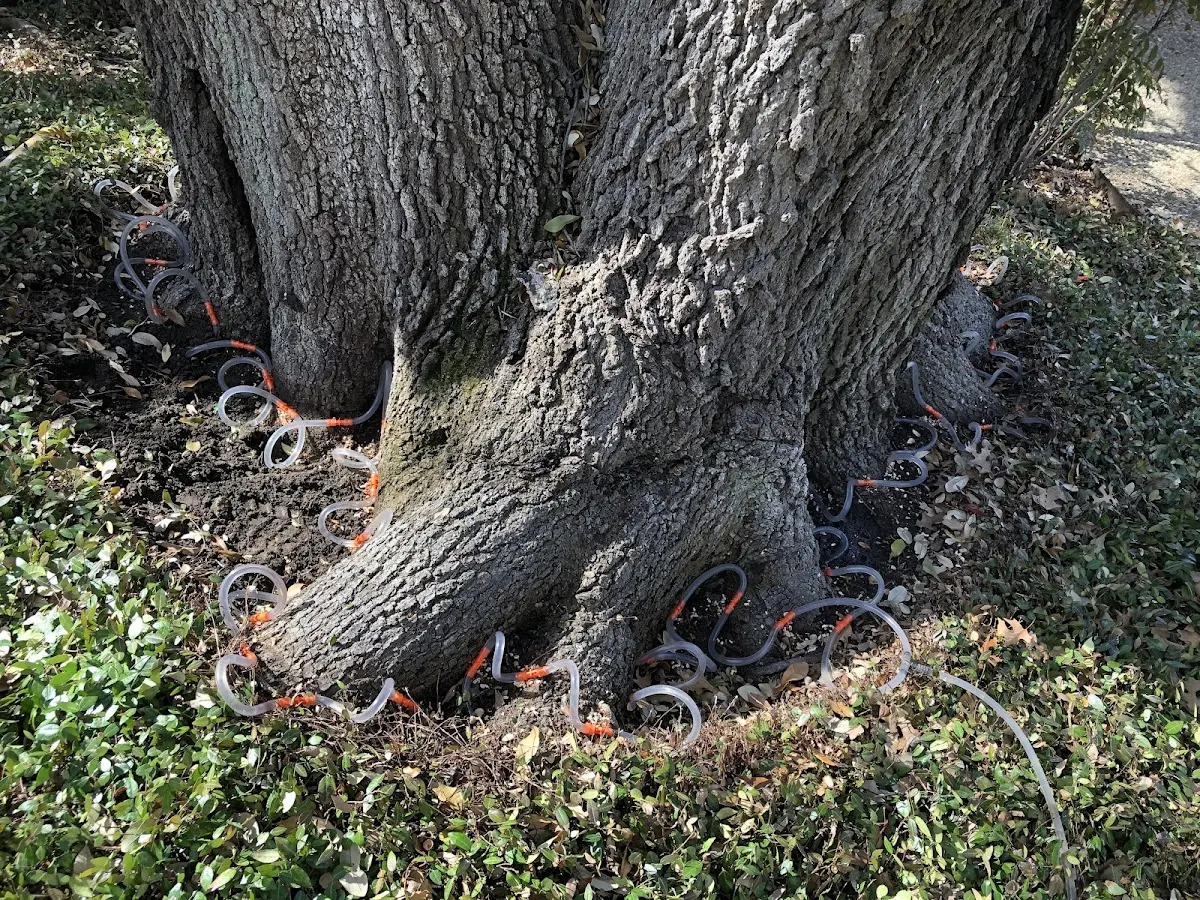 Detailed Tree Cabling and Bracing job site in Energy